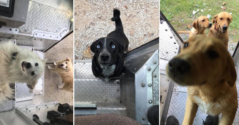 BuzzFeed's tweet photo. This man's Facebook group built a kindred community of UPS drivers and the dogs they meet on their routes 
https://t.co/8JwbWoKu6Q https://t.co/1nHUAJwmsz