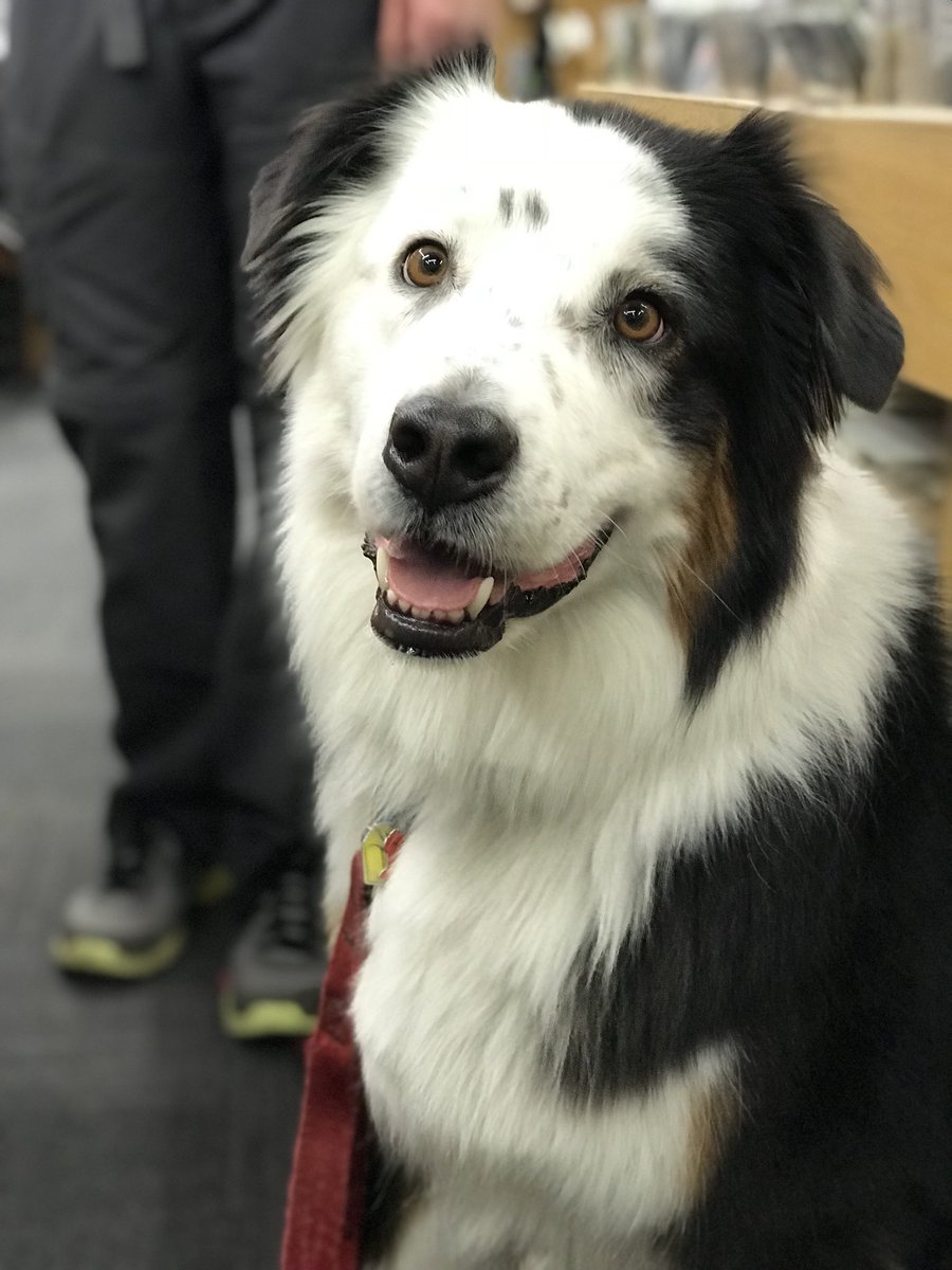 RecordExchange's tweet photo. Roscoe crate digging. Big fan of @duranduran. And, food. His owner Ben likes @VOLBEAT #dogsoftwitter #dogsofboise #dogsofrecordexchange https://t.co/hhRdD8BMnF