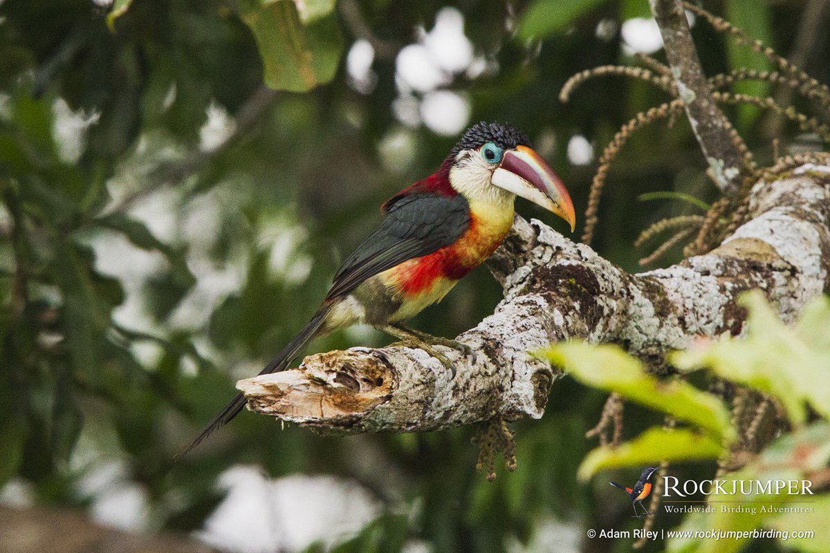RockjumperTours's tweet photo. Photo of the Day - The Curl-crested Aracari is named after the feathers on its head, that look insanely like little black pieces of plastic! https://t.co/rtD5kLHcdB