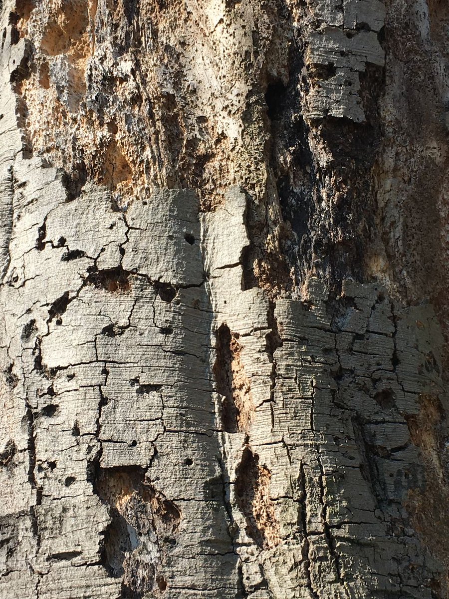 PATTERNITWEET's tweet photo. WOODEN WORLDS
#nature #shadow #bark #texture #brown #exploreinterconnectivity #begreatbegrateful #PATTERNITY https://t.co/W2nXrrITuT