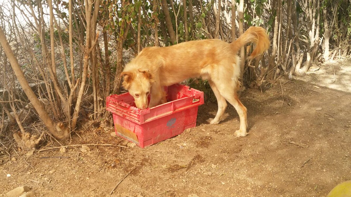 #AdoptaNoCompres ADEY está en #adopción en #Antequera 
Arca del Torcal móvil 637 17 60 58 (Whatssap) o adopcionesarcadeltorcal@gmail.com