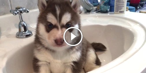 Ce bébé #Husky découvre les joies du bain pour la 1ère fois 😍 ☛ bit.ly/2x5wFK2