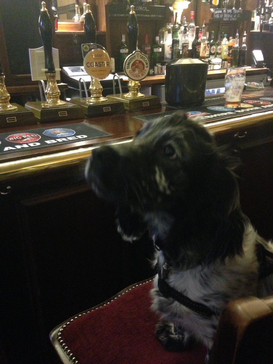 hd_puppy's tweet photo. Lovely evening walk. Stopped off @TSOMHeworth 🍺 Aunty Karen was thirsty 😵 
#proppingupthebar https://t.co/PoywK8TZMm