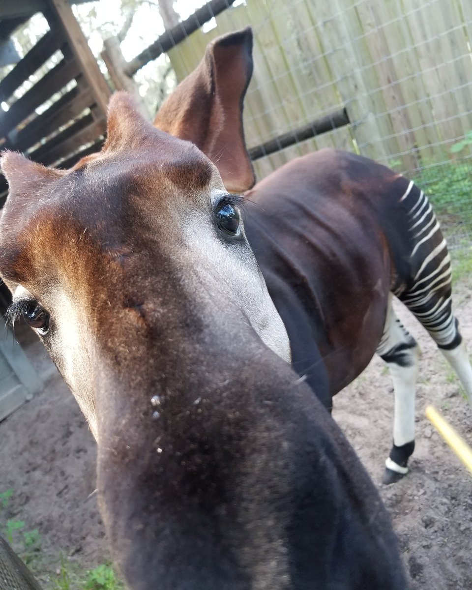 WeebCounselor's tweet photo. Today is #worldokapiday! What a great day! If you asked Bakari here, he would say every day is okapi day 😊💚  #okapi #okapilove #cutestbooty https://t.co/qYZQFAPLMJ