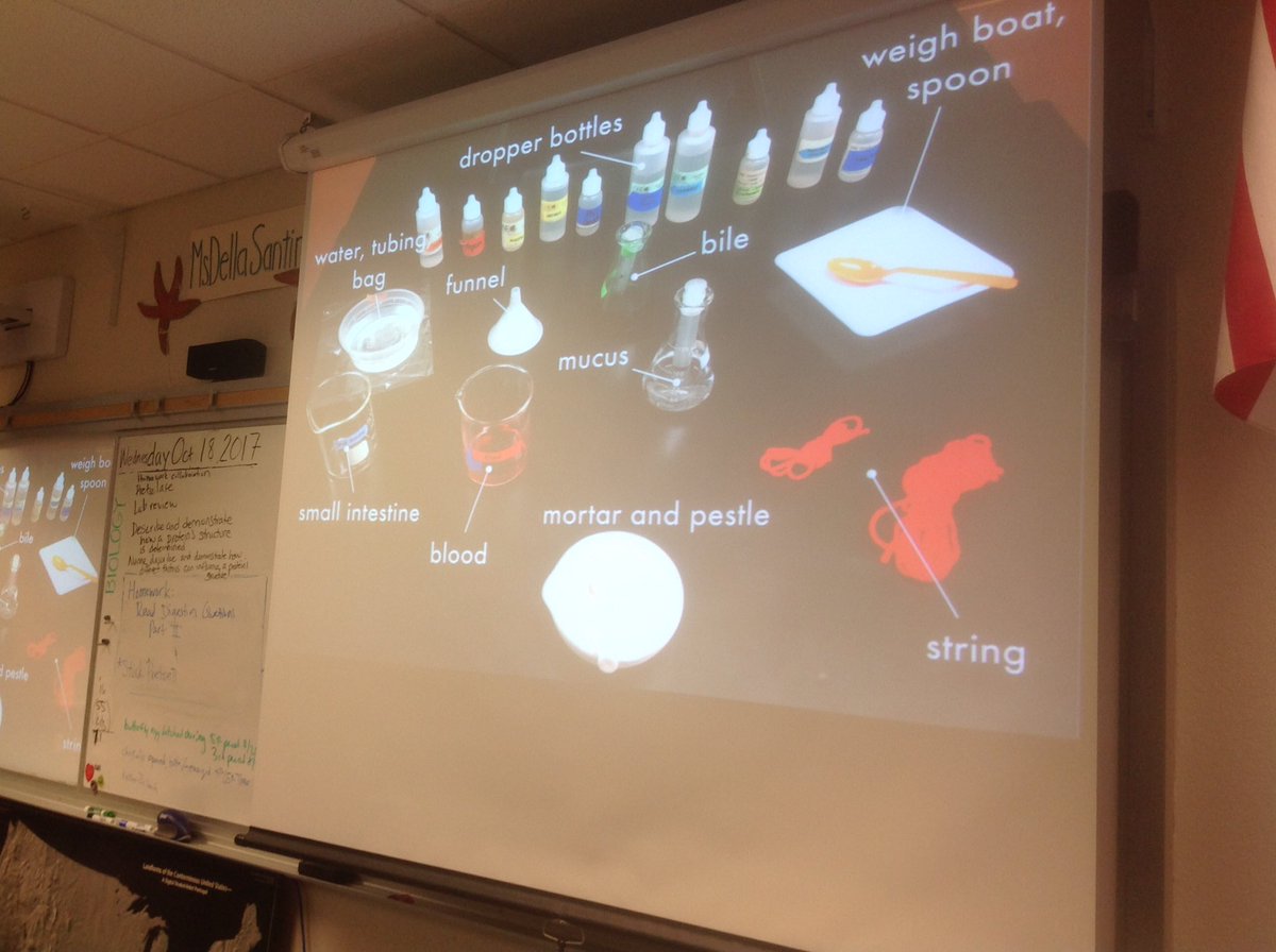 LynbrookBiology's tweet photo. Digestion lessons in Biology today. #lynbrookhs #lhs https://t.co/KzW852kmYv