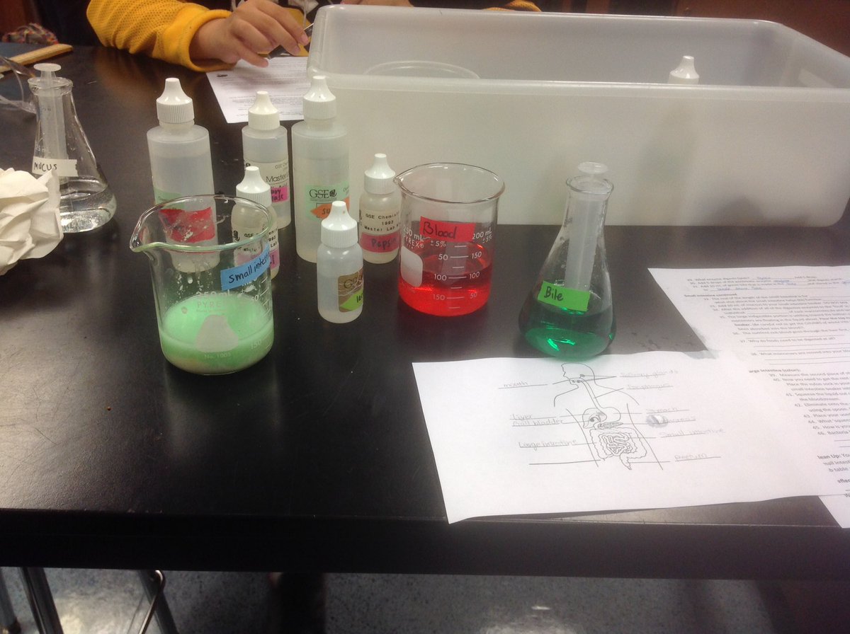 LynbrookBiology's tweet photo. Digestion lessons in Biology today. #lynbrookhs #lhs https://t.co/KzW852kmYv