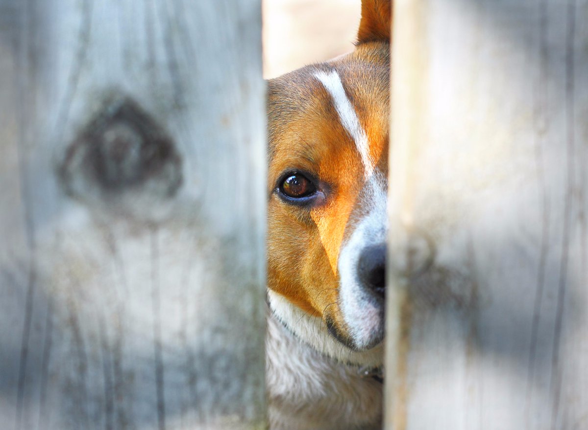 maxxipaws's tweet photo. Dogs ear of Fireworks
https://t.co/xogWy3Namz
#dogsfearoffireworkds #dogsandfireworkds #dogs #dogowners #dogsfear #dogsanxiety #dogstress https://t.co/r507G0I7wb