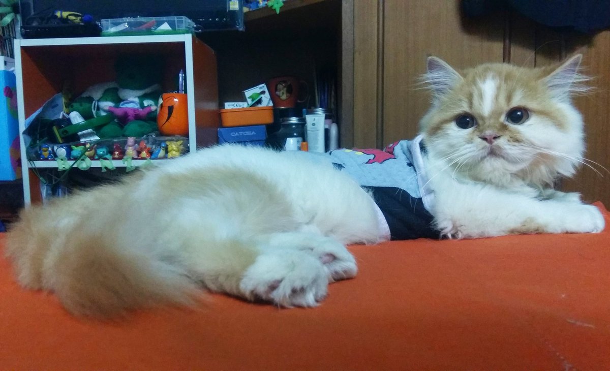 intimate_katak's tweet photo. สโนว์⛄&amp; สมายล์😀 #ทาสแมว #แมวเปอร์เซีย #cat #cats #catsagram #catsofinstagram #catso #catsofig #persercat #catpersia #persiancat  #mycat https://t.co/Jt5hblelLT
