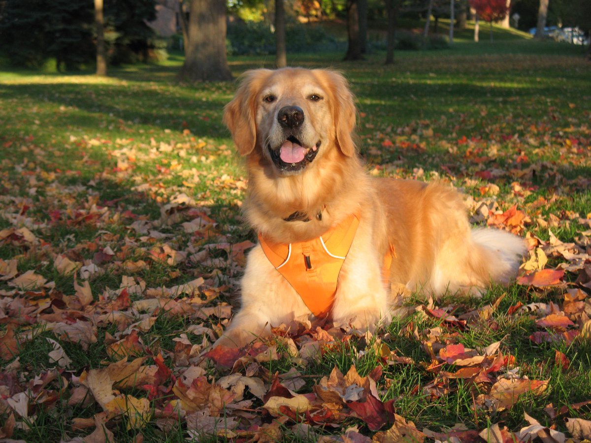 darbijothegoldn's tweet photo. Anypawdy wanna take a wild guess on who might be turning 9 years old today? Aw, c’mon!! It’s ME!!! #birthdaygirl https://t.co/UVDmUCg4fk