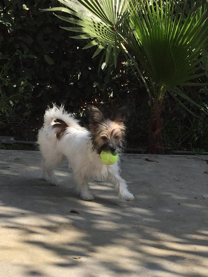 What's Wesley up to next? Follow Wesley on his big adventure Facebook ow.ly/qp4Y30duKnP <a href="/MOVIESTARDOGZ/">Paws For Effect</a>