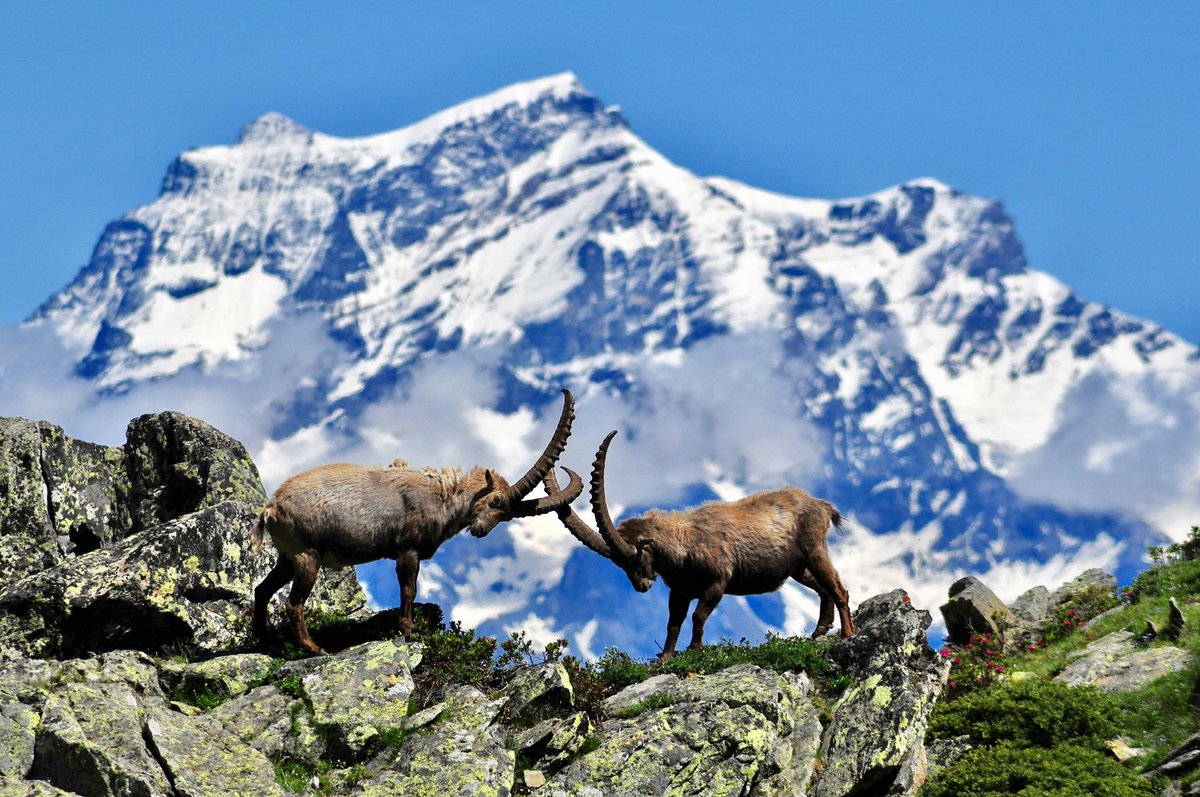 dcq_italia's tweet image. The #GranParadiso national park in #Piemonte and #ValleDaosta regions provides for some of the best #FOLIAGE sceneries in #Europe. #Autumn
