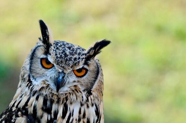 dcq_italia's tweet image. The #GranParadiso national park in #Piemonte and #ValleDaosta regions provides for some of the best #FOLIAGE sceneries in #Europe. #Autumn