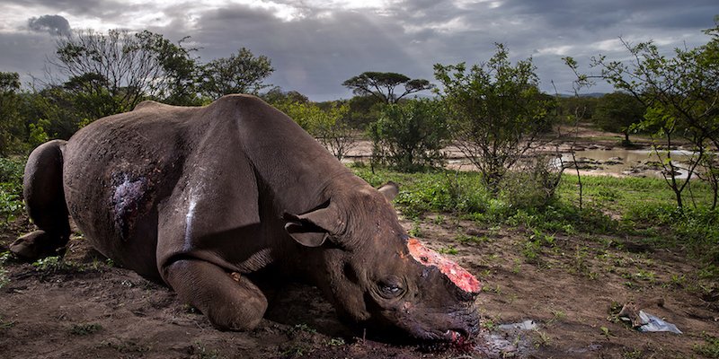 WWFitalia's tweet photo. La drammatica immagine di un rinoceronte mutilato dei suoi corni ha vinto #WildlifePhotographerOfTheYear 2017 https://t.co/2HdbauEZog https://t.co/j3sDVnlnwO
