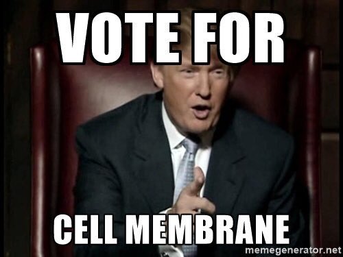 finnabuildawall's tweet photo. @ms_westfall #organellewars https://t.co/QiJFB5lWHb