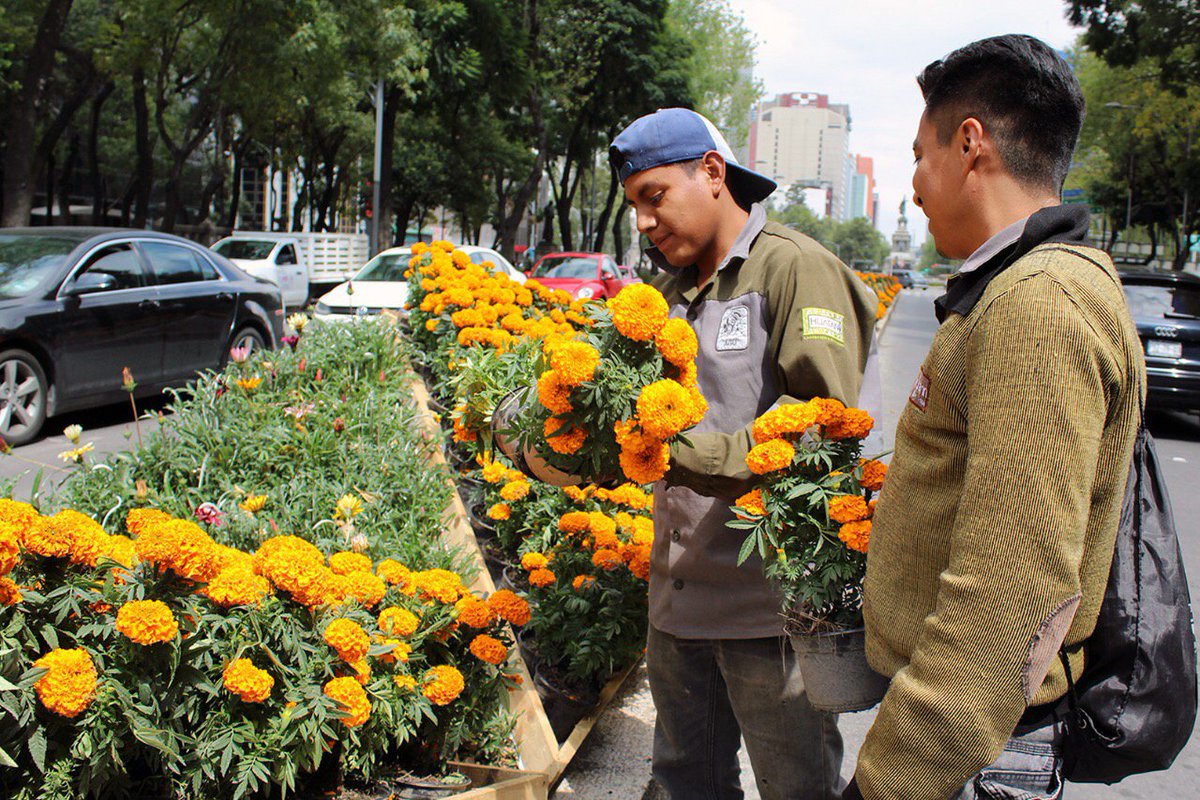 ObturadorMX_'s tweet photo. Flores de #cempasúchitl ya adornan #Reforma para #DíaDeMuertos | dijo @GobCDMX que en noviembre serán intercambiadas por nochebuenas. https://t.co/NPljgIEjHF