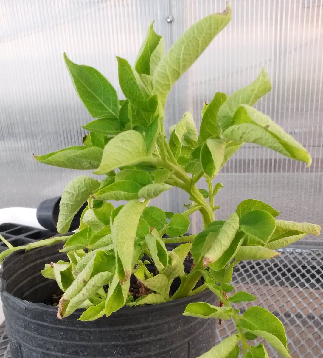 INTAInforma's tweet photo. #Papa: descifran el genoma del #virus del enrollamiento de la hoja https://t.co/50510yfq6V https://t.co/riBKdIQdFy