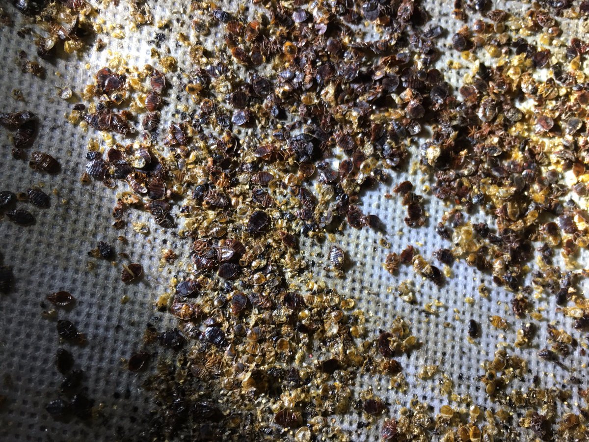 WalkerPestMgmt's tweet photo. #WednesdayWisdom be careful where you stay on vacation. Research for bed bug activity before you book. #BedBugsSuck https://t.co/S1uDIbh9LZ https://t.co/tLz6vd6Vhq