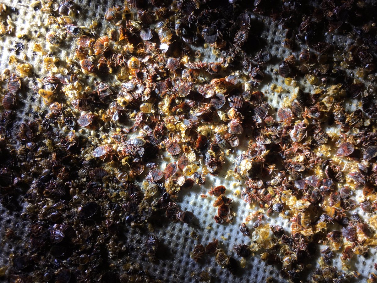 WalkerPestMgmt's tweet photo. #WednesdayWisdom be careful where you stay on vacation. Research for bed bug activity before you book. #BedBugsSuck https://t.co/S1uDIbh9LZ https://t.co/tLz6vd6Vhq