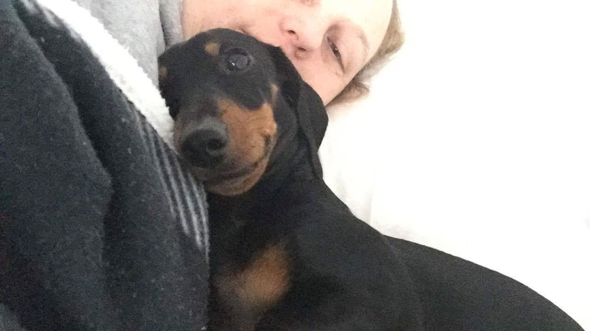 wobbsandg's tweet photo. Quick Mum...take my photo. I have been practicing a new super cute pose 😜 #CookieTheSupermodel #workthatcamera #IAmAdorable https://t.co/SwsJibDSUh
