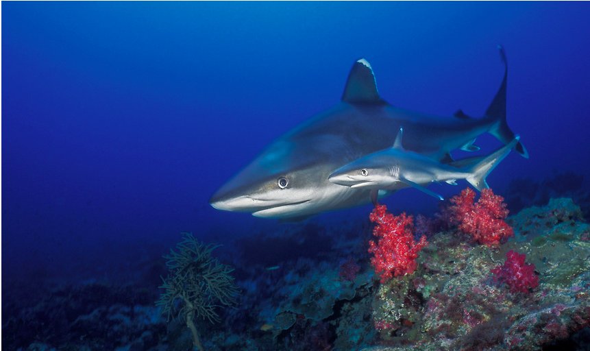 seasave's tweet photo. Learn about our Wins for Fins Pins and all the work done to STOP shark finning! https://t.co/hH55OyA72o

Photo by Mark Strickland https://t.co/DvpmUAHVeF