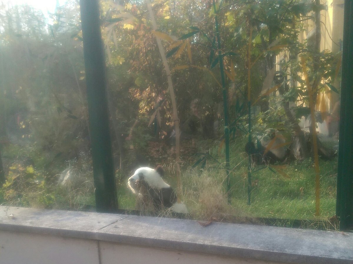 The pandas at Vienna Schonnbrunn Zoo really enjoyed their lunch 🐼