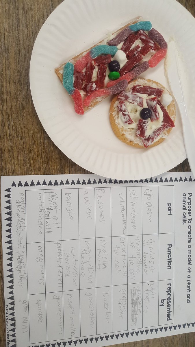 MrsDJKitchen's tweet photo. Edible plant &amp; animal cells. Thank you @YoungEducated2 for the TpT. @SchroederWSD  #Science #Mrskitchenscholarlounge https://t.co/canY0fcbmH
