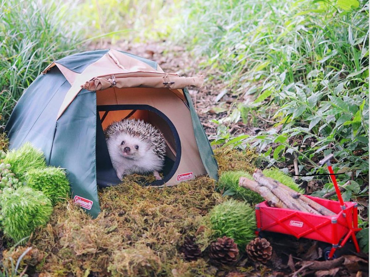 Glenstheone's tweet image. Scout Hedge-Hog #Scouting4All #ScoutingAdventure