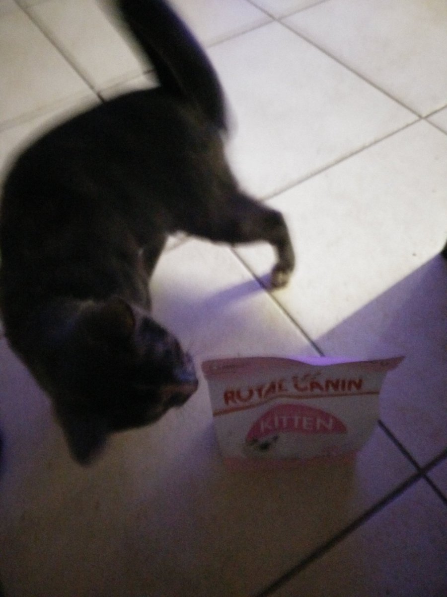 RoveraSigrid's tweet photo. #Nami #Love #CoffretChatonRoyalCanin https://t.co/txwP2gNIKb