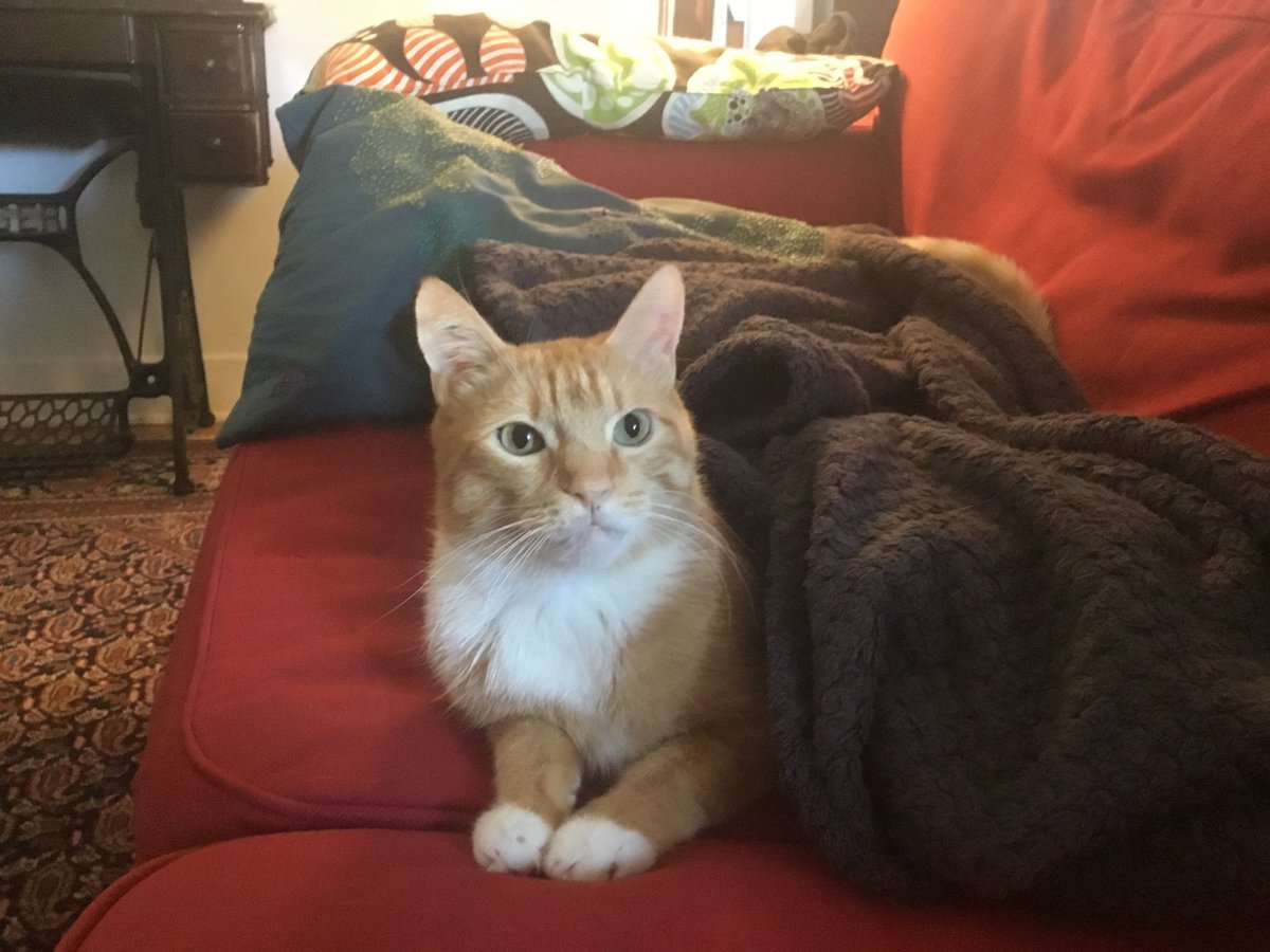 lemonthecat's tweet photo. Another spectacular #whiskerswednesday ❤️ #cats #CatsOfTwitter #love #Montreal #fall #sillyhashtag https://t.co/cfGc0ddBnN