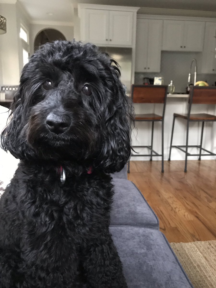 Happy #WagWednesday pups #SoBeSol