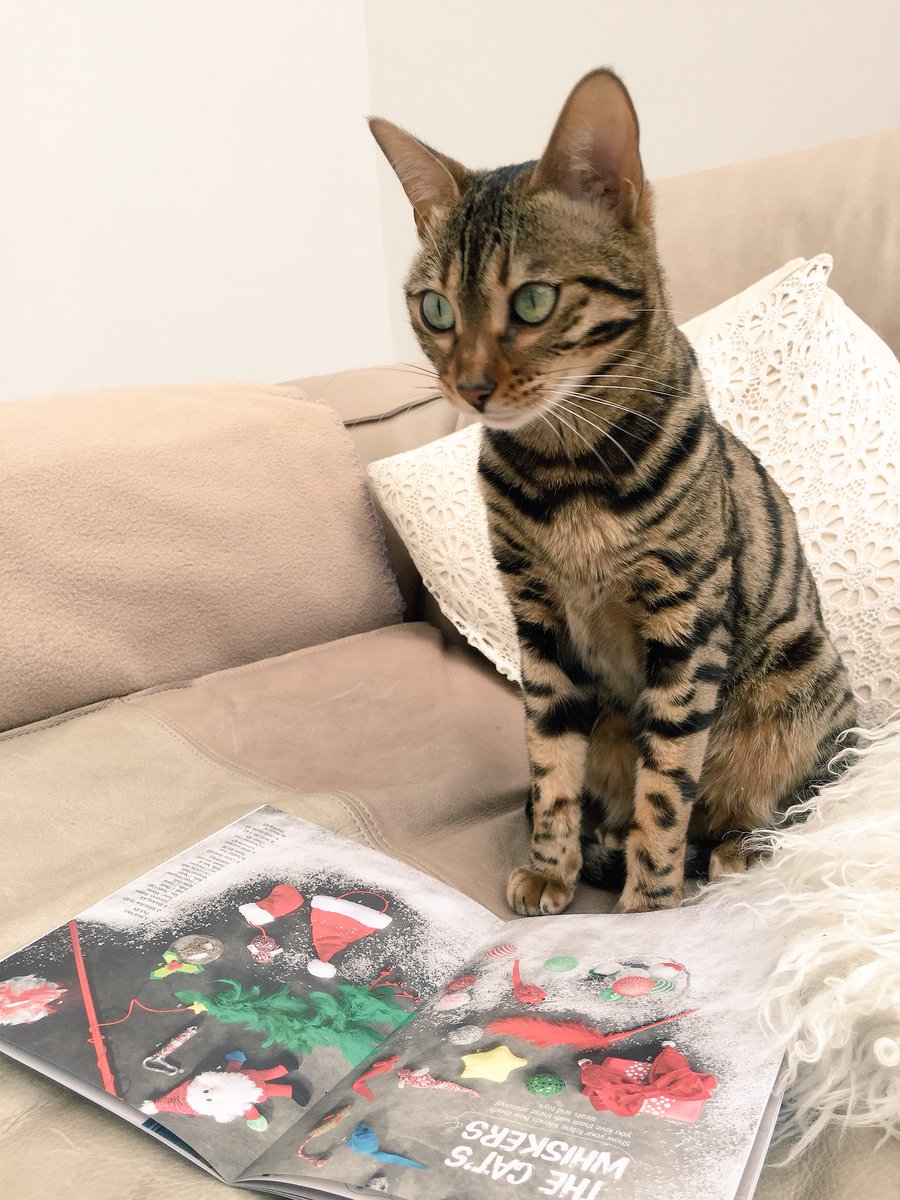 BengalWilma's tweet photo. Ohh .. starting my #xmas list from the new catalogue @PetsatHome #VIPOct2017 #Christmas #santa #Bengal https://t.co/43RUY7sOP6