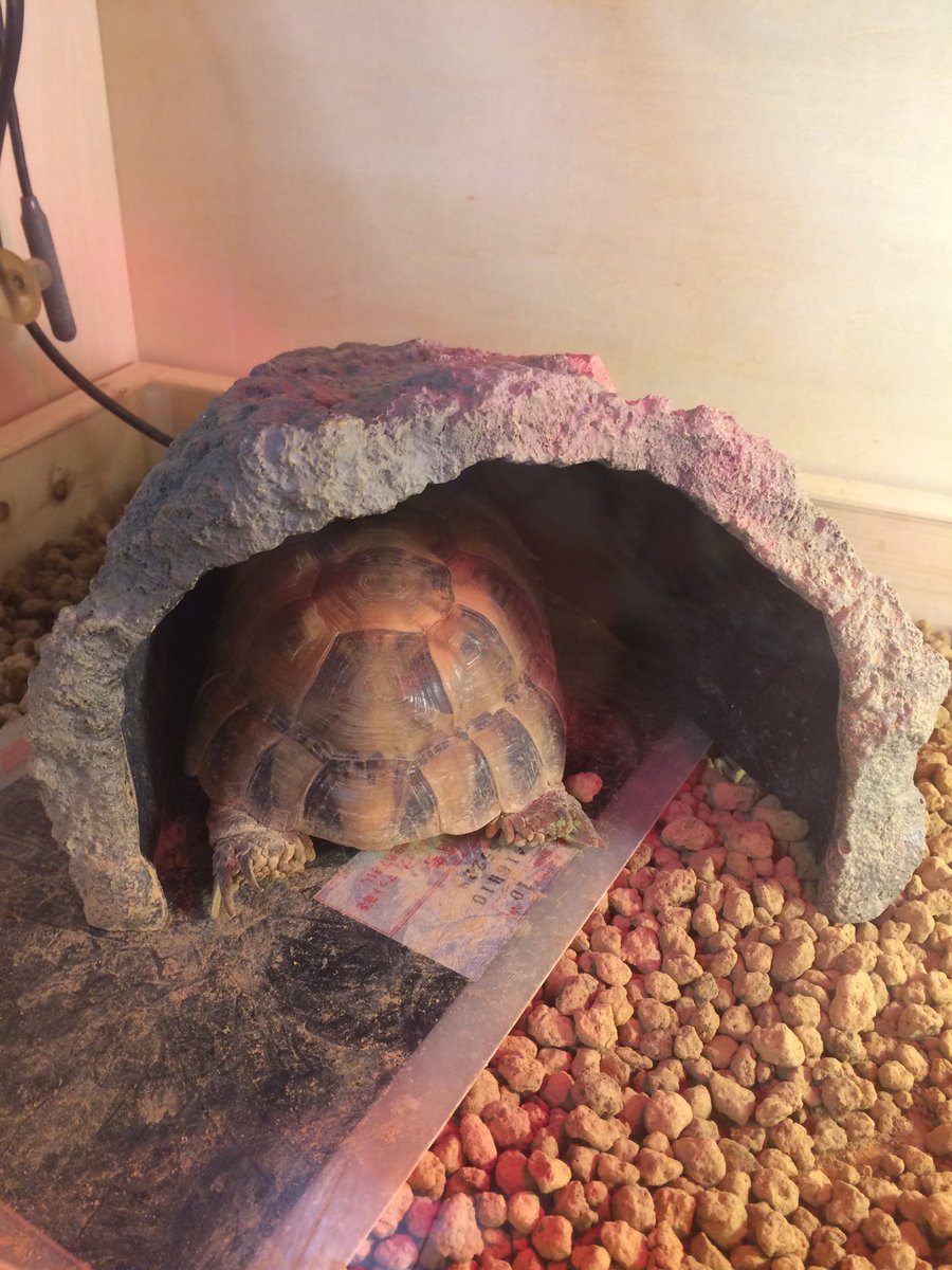 Fandk爬虫類木製ケージ作製販売店 در توییتر ロシアリクガメ用のケージをご注文頂きレイアウト写真を頂きましたのでご紹介致します ケージサイズ外寸 幅900 奥行450高さ450 引き出し仕様 天井金網 S様ありがとうございます 特注オーダー承ります Fandk爬虫類