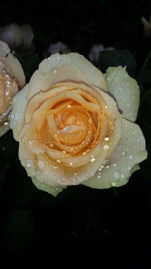 ekollmorgen's tweet photo. Ich habe die Blumen schön... https://t.co/BhSuQZH3th