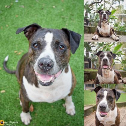 magic949's tweet photo. Sweet Precious is still waiting for her forever home at @HumanePinellas...let's find her new family THIS week. <3 #MagicDogOfTheWeek https://t.co/0oz4T9ZXZi