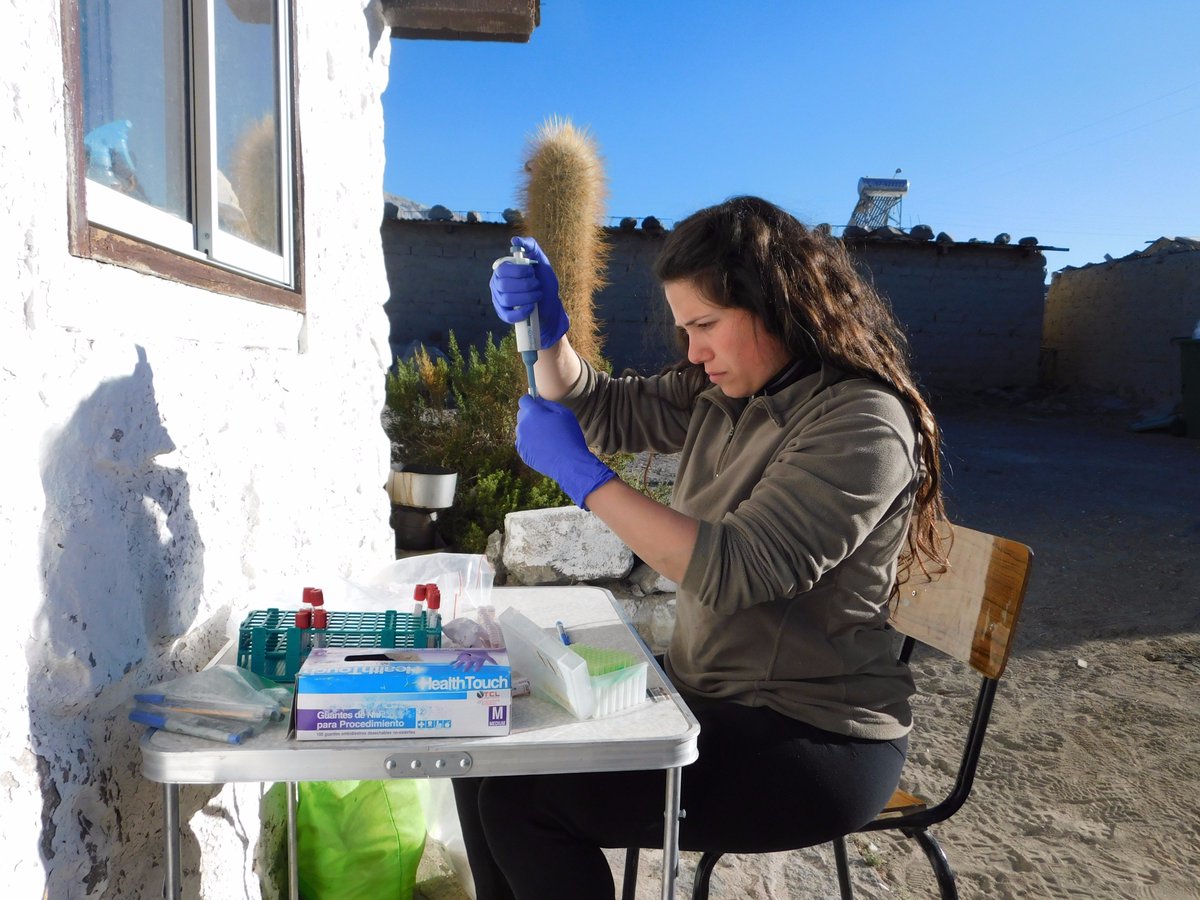 millan_wildvet's tweet photo. Some pictures of our last fieldwork at the Andean plateau vaccinating and sampling rural dogs #OneHealth #volcanisluga #CVBD https://t.co/lecztIXMnv