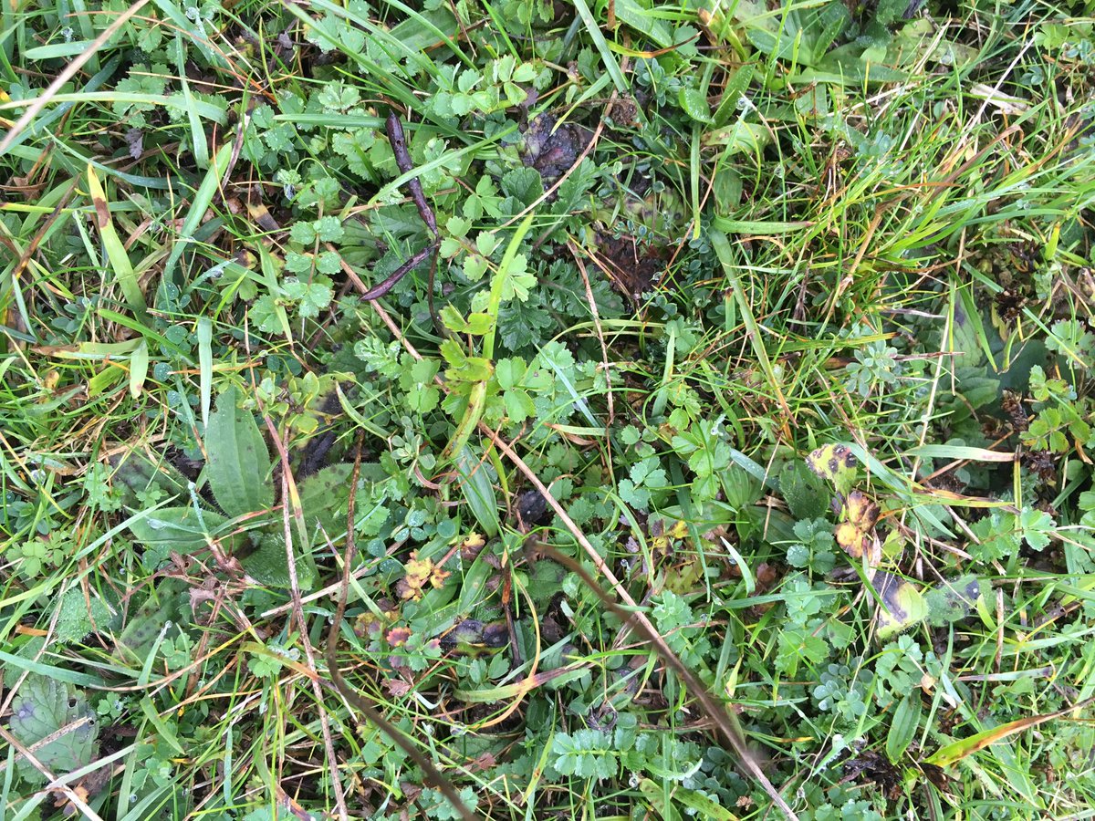 NEDorstHantsIOW's tweet photo. Even now the diversity of plants is amazing #hambledonhill #nnr #ukrainforest? https://t.co/4p1Vkzv0ch