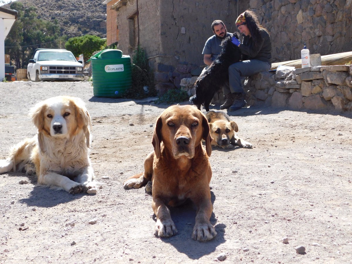 millan_wildvet's tweet photo. Some pictures of our last fieldwork at the Andean plateau vaccinating and sampling rural dogs #OneHealth #volcanisluga #CVBD https://t.co/lecztIXMnv
