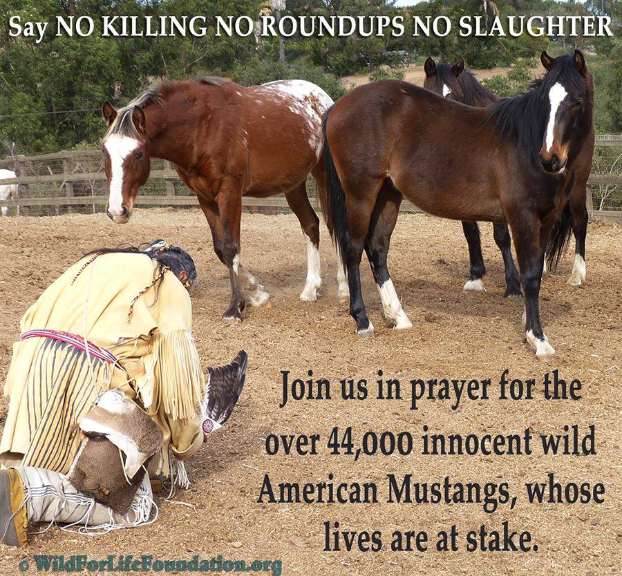 AIVMI's tweet photo. > UPDATE: Fate of 44,000 Wild Mustangs remains under Threat of EXTERMINATION https://t.co/TuMtucmPgk https://t.co/Ht6uyCfPEW