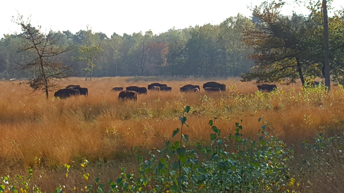 Wisenten aan de wandel #Maashorst