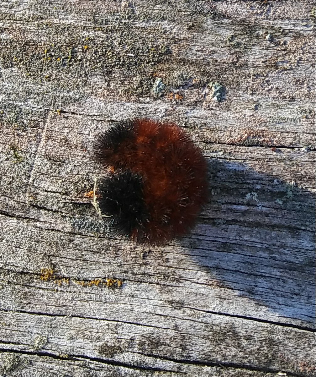 Christi45864405's tweet photo. @KarliRitter found this outside my door today, so I put it on our pic nick table, what does that mean for winter? #holdenmo #claystreet https://t.co/hbSM1aOUgd