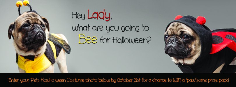 OntarioSPCA's tweet photo. The #OSPCAHowloween contest is back! Enter today for a chance to win. Use the hashtag or upload your pic here: https://t.co/q3uFDSxgnF https://t.co/MoqY6heIOv