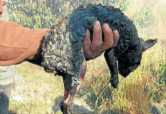 adoptaunavidaMD's tweet photo. Especismo es decir que sólo hay que lamentar cuatro víctimas mortales en los incendios de Asturias y Galicia. #PlanEvacuaciónYA https://t.co/DN0nCHR4Rg