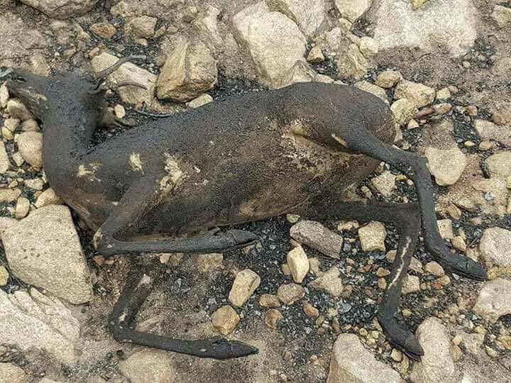adoptaunavidaMD's tweet photo. Especismo es decir que sólo hay que lamentar cuatro víctimas mortales en los incendios de Asturias y Galicia. #PlanEvacuaciónYA https://t.co/DN0nCHR4Rg