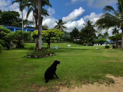 Spend a day with #Shadow on the green #bestdogever #croquet