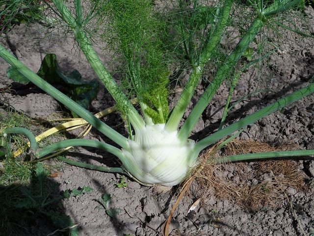 BloomingSecrets's tweet photo. Get Our Tips & Tricks For Growing Fennel #herb #perennial #italianherb #gardening
https://t.co/vSyWE8FMc8 https://t.co/cfcTiWpnK7