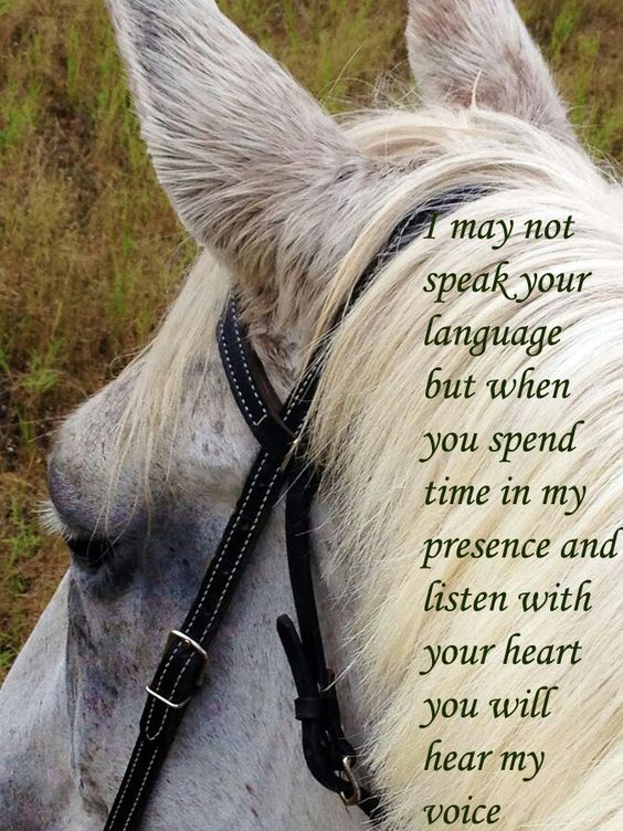 Please donate. Horses make great therapy. bit.ly/1RH93i8