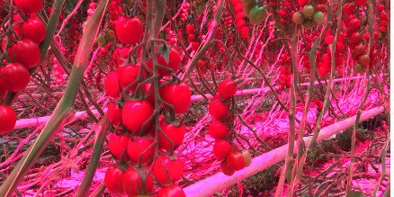 Oreon_led's tweet photo. With LED lighting the yield has gone up, and the costs per kilo have reduced. @redstar_nl #tomatoes #LEDgrowlights #hybrid #toplighting https://t.co/60y7BA0AE8