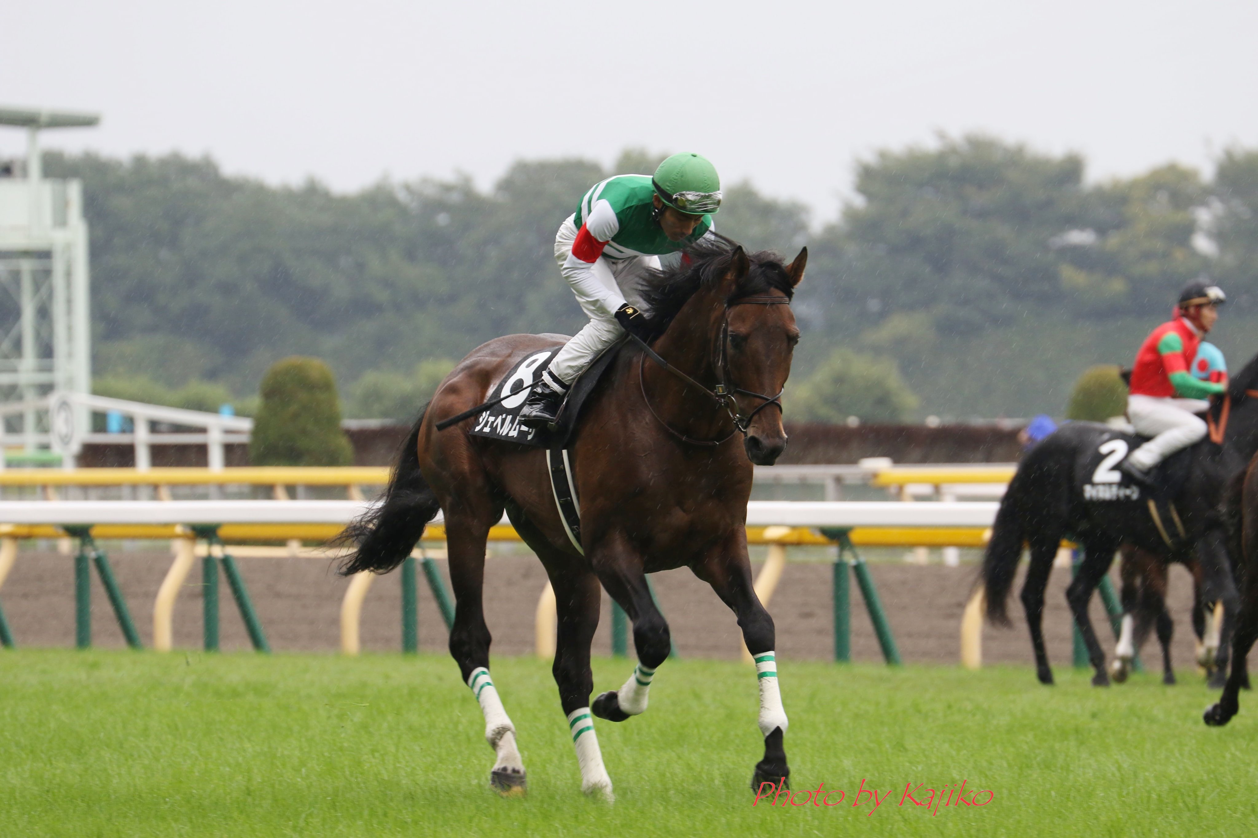 Kajiko ジェベルムーサ引退 7歳 そんな気がしていましたが 雨の中のラストランを見届けました とにかく カッコイイ馬名 モーセの山 で 応援幕も素敵でした 日高育成牧場で乗馬になる とのことですが 人々に馬事文化を深める重要なお仕事
