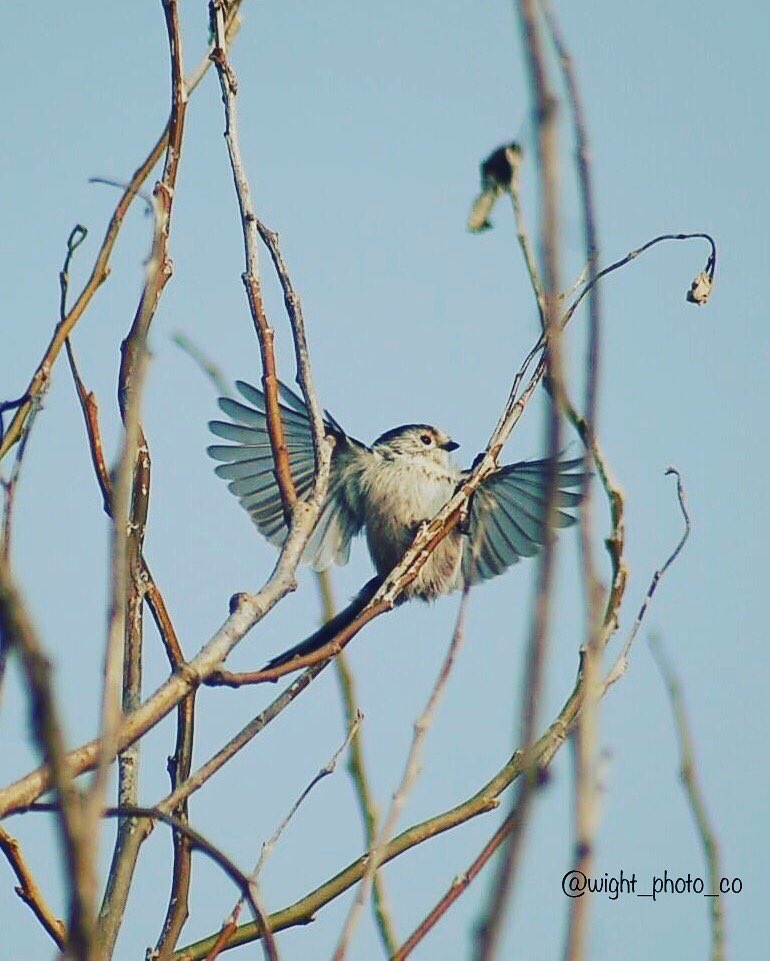 susan_b_photo's tweet photo. #longtailedtit #readytofly #hardtocapture #gottobequick #motionsetting #zoomlens https://t.co/GwOmw9p3ya
