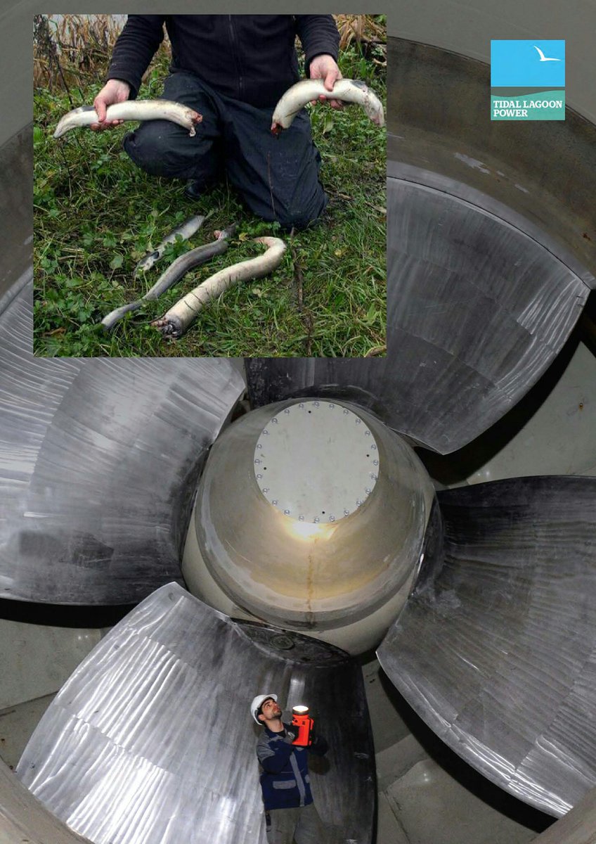 Colineco0's tweet photo. @EcofactEcology Fish and Turbines don't get on.
@michaelgove @NatResWales @DianeMcCreaNRW @JohnHoggNRW https://t.co/9ztgvF6DzT